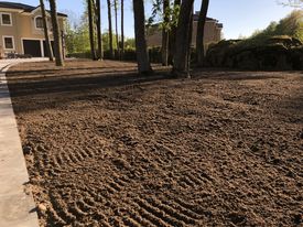 Millal külvata muruseemet Eestis – parim aeg muru rajamiseks