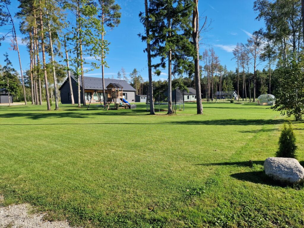 Muru rajamine Tallinnas – värske seemnemuru pärast idanemist